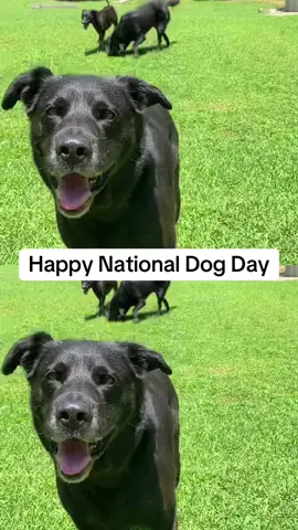 Happy National dog day!!