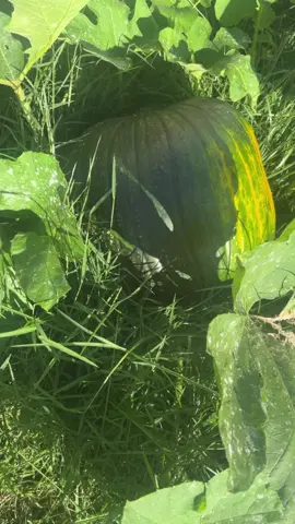 Welcome to our pumpkin patch 🎃 #pumpkin #viral #fyp #foryoupage #tiktok 