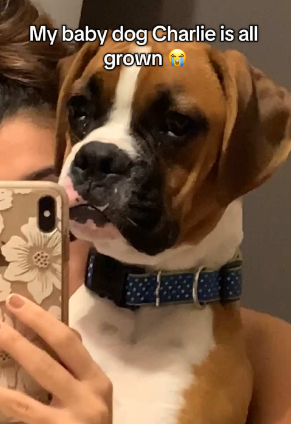 And daisy never too far behind 🥹🫶 #boxerdogs #boxer #fyp 