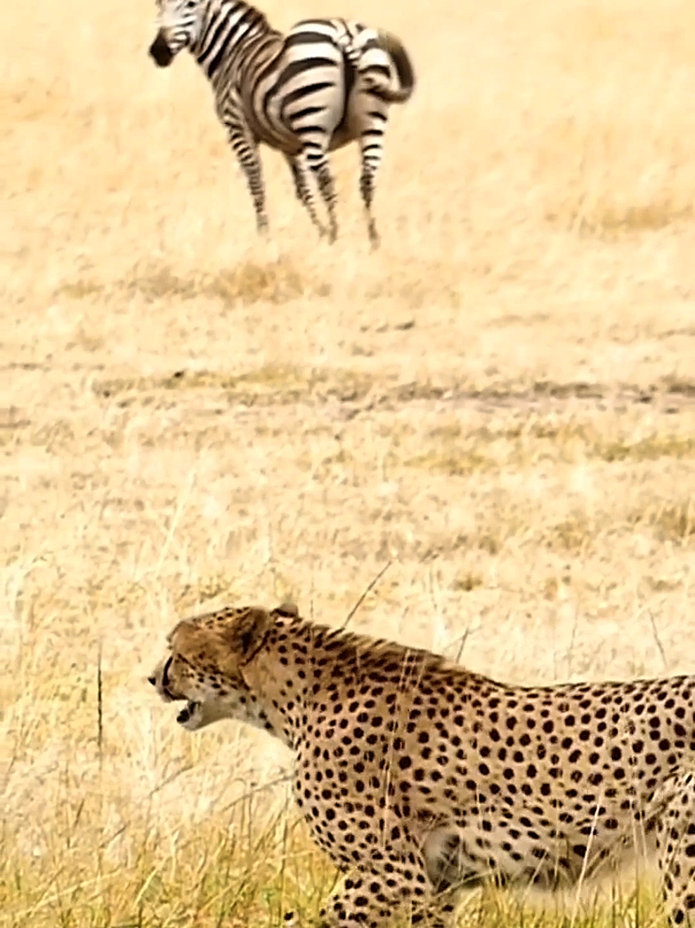 Cheetah 🐆 👍 ❤️ Gepard   ,,, Big Cats ,, Big Animals ,, Cub ,,, Wild life,,, Big Katze ,, Speed ,,, 🌹 Follw me 🌹  Sharing 🌹 Like 🌹...... #Follwme  #🐆 #Cheetah #Gepard #Animals 