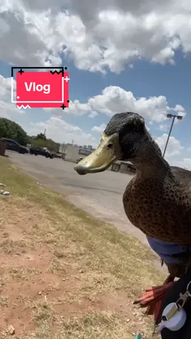 #animalcontrolofficerlife 