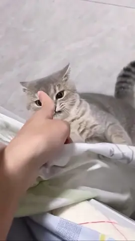 funnycats😅😅😅#funnycat #funnyvideos #cutecat #viral_video 