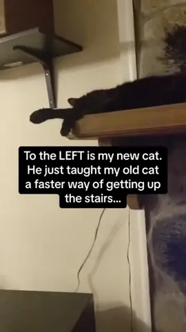 That's cat has never seen that route before 🤣 #fyp #foryoupage #cat #catsoftiktok 