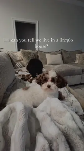 crying. 💀🤣 #fyp #iykyk #life360 #dogs #toypoodle 