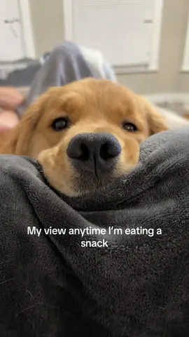 Can’t resist the puppy eyes #doginfluencer #goldenretrieversoftiktok #goldenretriever #dogcommunity #goldenretrievers #trending #fyp #viral #puppiesoftiktok #goldenretrieverpuppy #dogs #dogsoftiktokviral #goldenretrieverlife #dogsoftiktok 