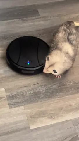 Not a fan of anything that cleans, including the broom. 🫩 #opossum #viral #opossumsoftiktok #wildlife #animal 