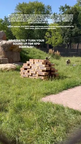 HAPPY APD DAY!!!  #siouxfalls #greatplainszoo #zoo #apd #africanpainteddog 