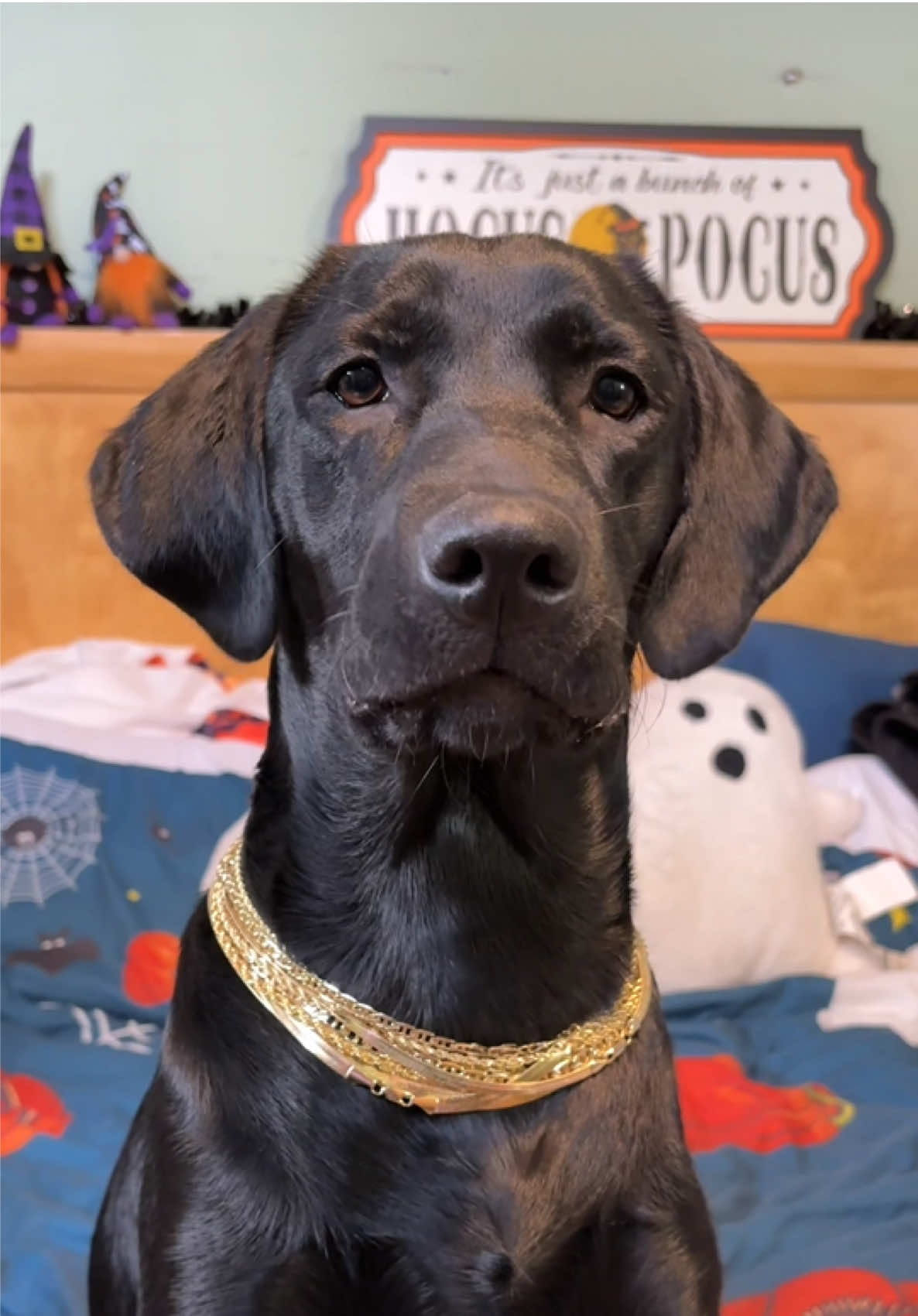 Piper wears necklaces now ? 🤣🤣🤣she’s trying to start a new dog fashion #puppy #funnydog #cutepets #labrador #dogsoftiktok 