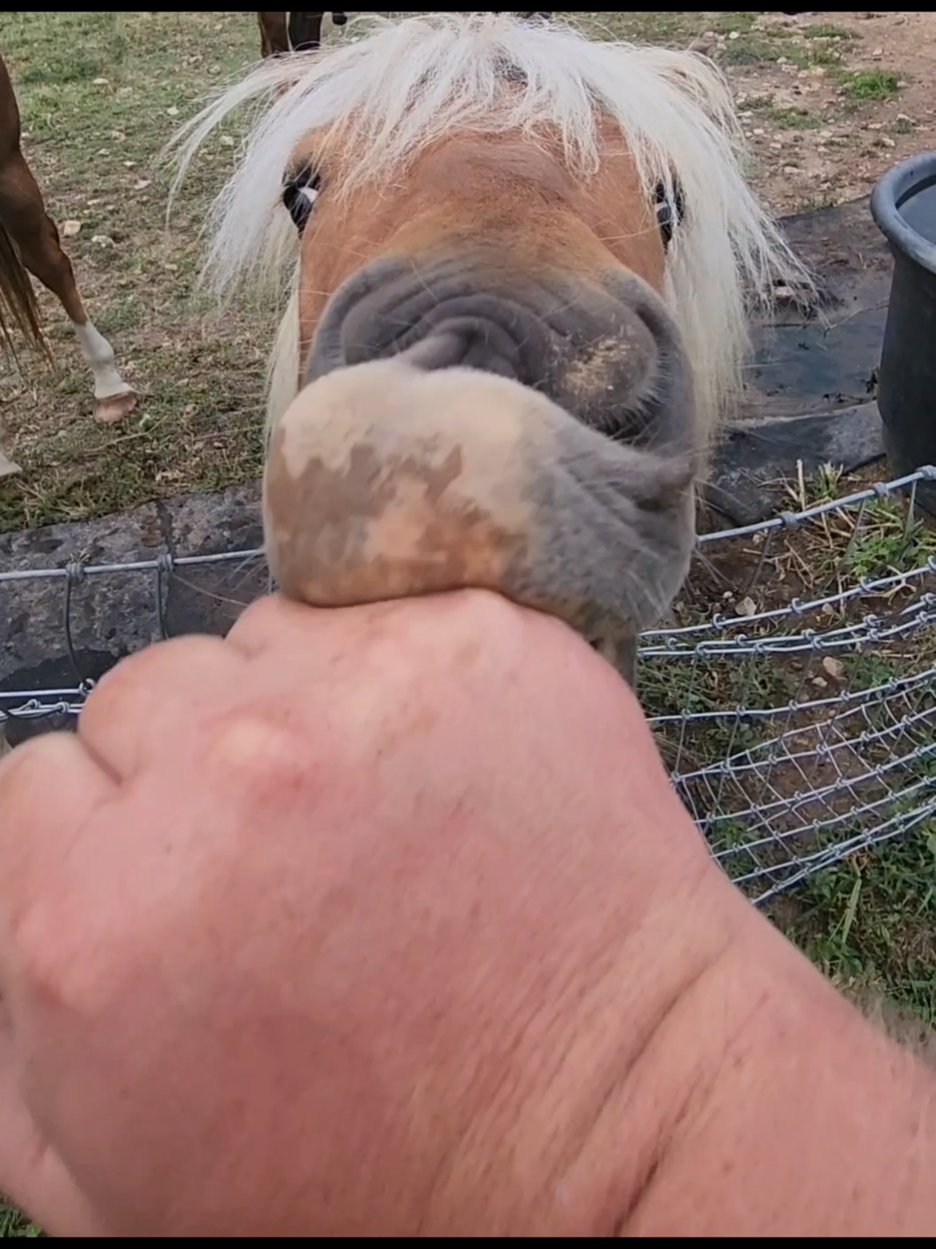 Watch those Fingers!! #coopsherd #gizmo #nibbler #minipony #rescueanimals 