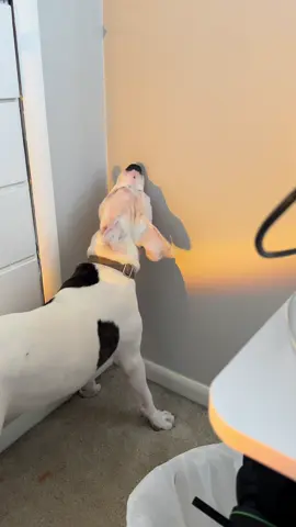 Just a dog trying to bite their shadow… nothing to see here 🤣 #funnyvideos #fyp #dogsoftiktok #pitbull #foryoupage 