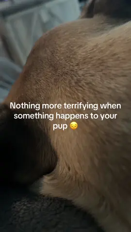 #fy #foryou #dogsoftiktok #dogs #Love 