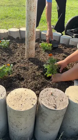 my dad’s little voiceover 🥹 #marigolds #garden #mexicantiktok #cempasúchil #fall 