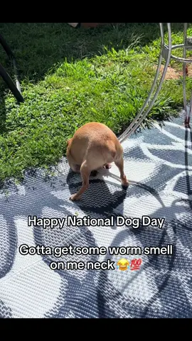 #eddie #dogsoftiktok 