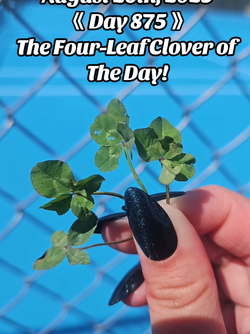 Day 875: Peace in my pocket, clovers in my hand.✨️🍀🫶 #Wiscocloverqueen #relaxingnature #dailycloverhunt #4leafclover #peacefulvibes 