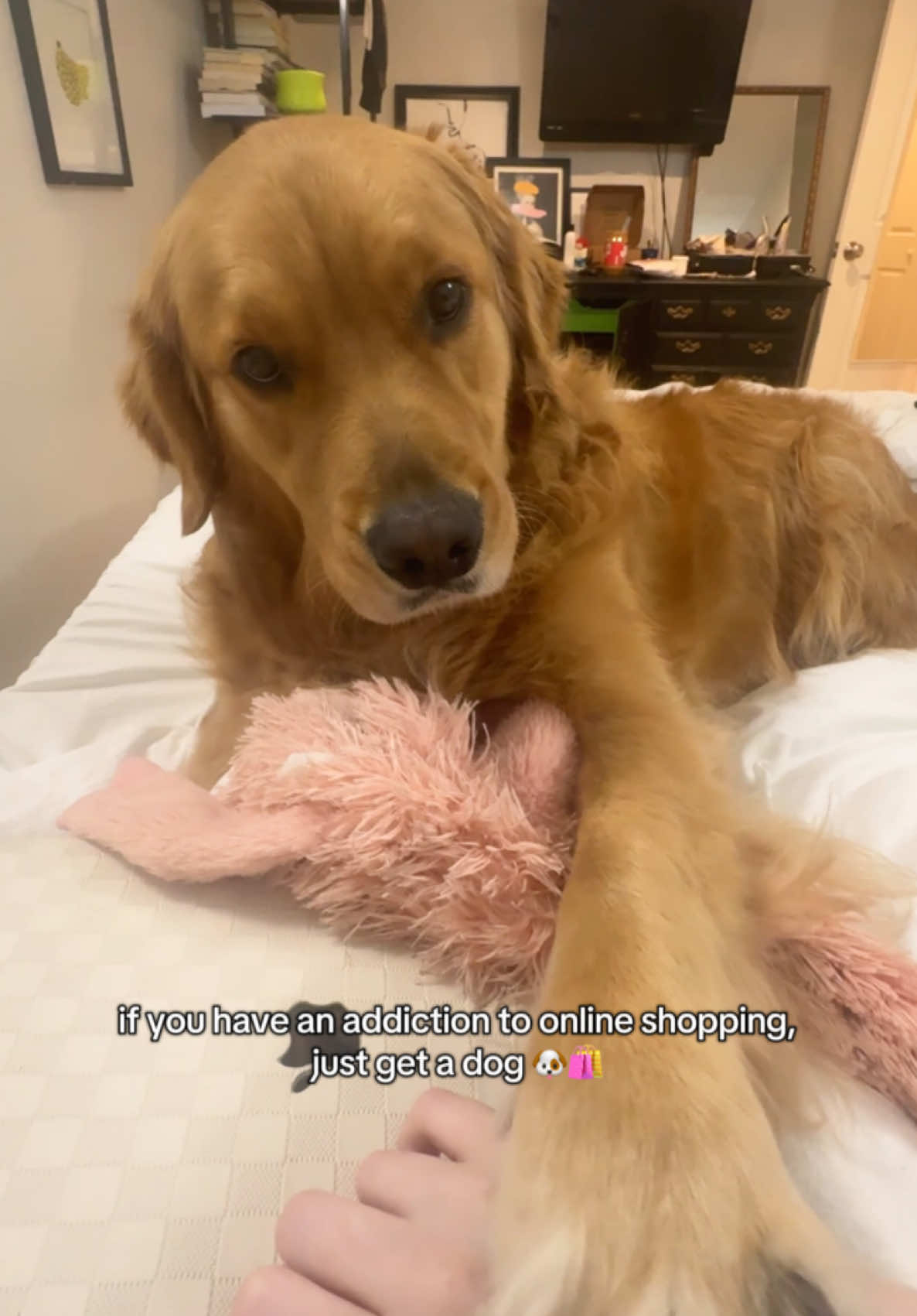thanking toot a little extra with all these cute fall trends on my feed (also don’t judge the grinch feet I’m in the depths of clinical rotations) #dogsoftiktok #dogtok #goldenretriever #nationaldogday