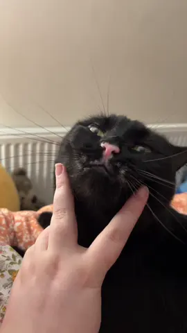 My boy just loves a good itch  #blackcat #michaelbublé #cattrend #loveyou #void 