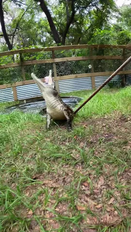 The moment before I was in a saber duel with this crocodile 😂. This was right before the reel I posted the other day where Cadmus here was trying to death roll the stick, I figured it was worth posting how FAST he is charging forward and how I explained to George to RUN😂.  Checkout my recent vlogs to see the full interaction, of the reel the other day to see the battle 😂🐊.  ~~If you would like to donate to the care of the sanctuary animals, we greatly appreciate any support!! You can make a tax deductible donations directly through our website bellowingacres.org  @bellowingacres  Remember guys, we support our sanctuary through social media, so if you’d like to help the animals (for free), please like, leave a positive comment, and share!! We greatly appreciate it and so do the animals!  #Animals    #Gator #Alligator #crocodile #nilecroc     