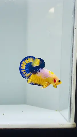 - MALE YELLOW FANCY BLUU 💛💙💛 ———————————————————————— ———————————————————————— JANGAN LUPA JOIN KE GROUP TELEGRAM SAYA . https://t.me/fauziarifinbetta7 . LINK TELEGRAM TERCANTUM DI BIO PROFIL INSTAGRAM & FACEBOOK . FACEBOOK : FAUZI ARIFIN BETTA INSTAGRAM : @fauzi_arifin_betta  TIKTOK : FAUZI ARIFIN BETTA . TERIMAKASIH ATAS SUPPORTNYA!! . . #fauziarifinbetta #bettaindonesia  #bettathailand #bettausa🇺🇸 #bettaaustralia            