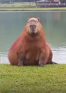 #capybara #bailando #viral #dance #fy 