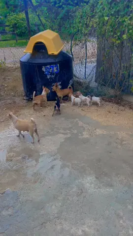 Mis 10 chihuahuas son bien bravos que perro que entra a la casa perro que sacan!😂 #xybca #viral #chihuahuas #parati #foryou 