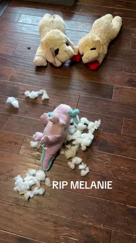 Another stuffed animal in the trash 