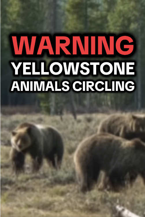 Animals are walking in circles over the Yellowstone super volcano. This is common before a massive earthquake or in this case, possibly a volcanic eruption 🌋, the likes of which our modern world has never seen. #endtimes #yellowstone #earthquake #fyp 