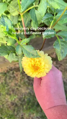 gonna miss my cut flower garden SO much this winter 🥲