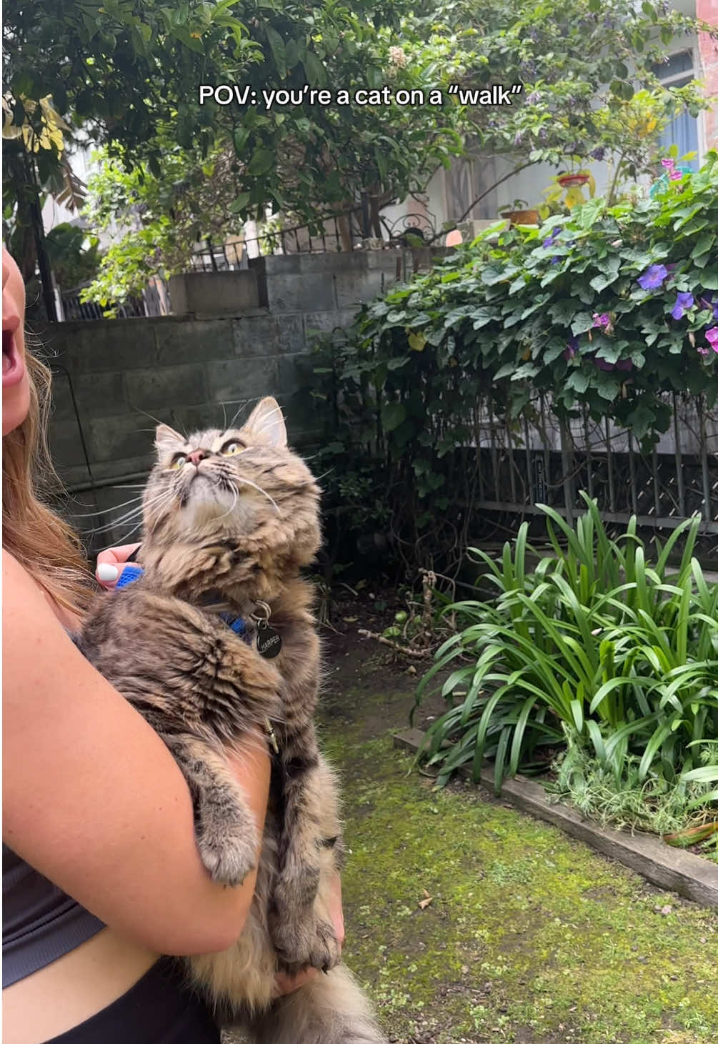 🦋✨ #catsoftiktok #cattok #furbaby #butterfly #walk 