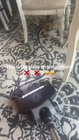 daily entertainment, free kind of fun #GenX #GenerationXFamily#FYP #DogVersusVacuum