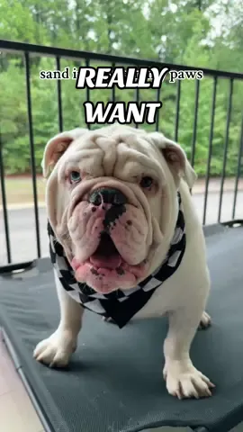 & thanks to y’all we leave in 3 days!!🏝️ #jupiterthebulldog #beachtime 