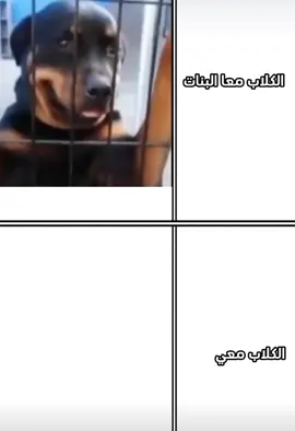 الكلاب معي 🥲 #تصميم_فيديوهات🎶🎤🎬 #الفولو_والايگات #foryou #fyp 