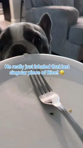 #DeLos #DeLosForPresident #dogsoftiktok #FurMom #FYP 