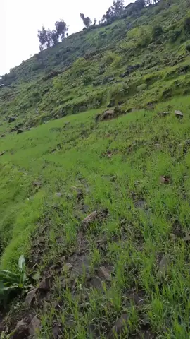 @ሐቢባ ቢላል  حبيبة🇪🇹 