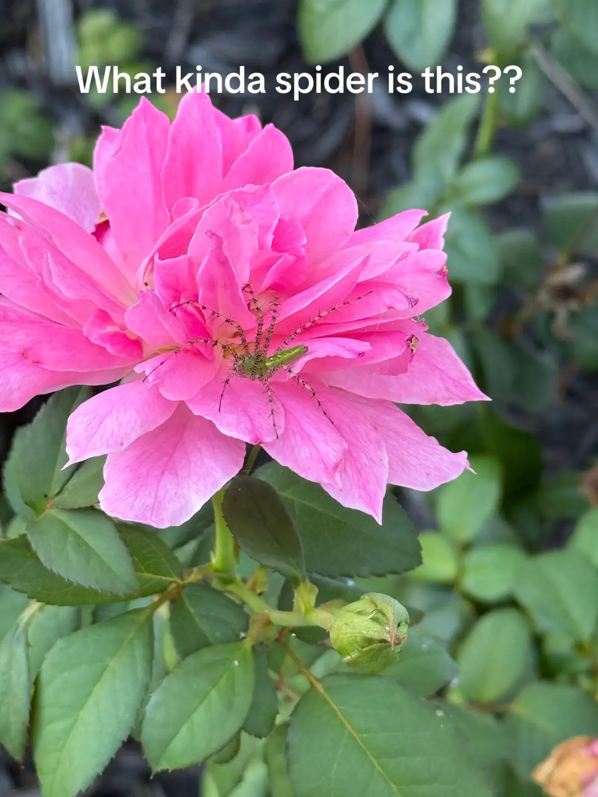 #spider #flowers #garden #fyp 