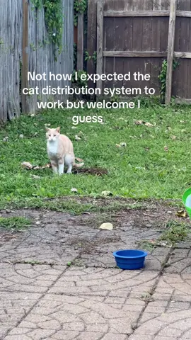 #catdistributionsystem 