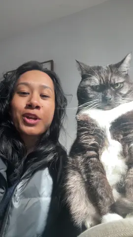 Tinker strikes again #catsoftiktok #cattok 