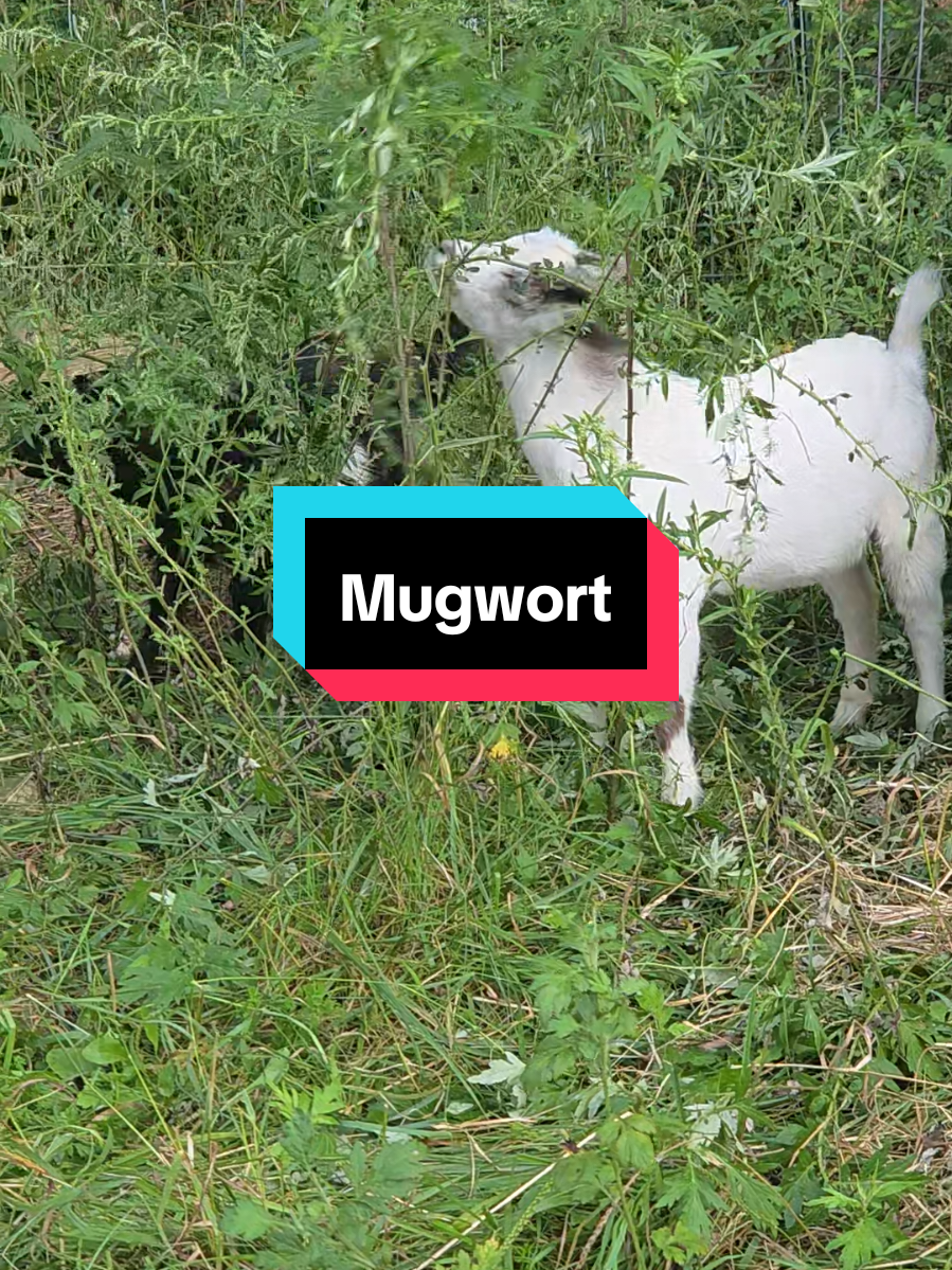 these boys are going to town on  a whole lot of Mugwort.  Traditionally this herb has been used to induce vivid and lucid dreaming.. many ways to consume, but consume wisely 😊 #mugwort #herbalism #goats 
