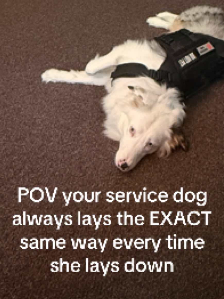 She’s special.  #teacher #collegelife #servicedog #australianshepherd #relatable 