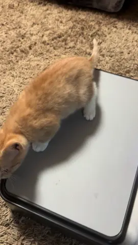 #mukbang #fyp #indianacheck #vibration #vibrationplate beans seems to like it 😂