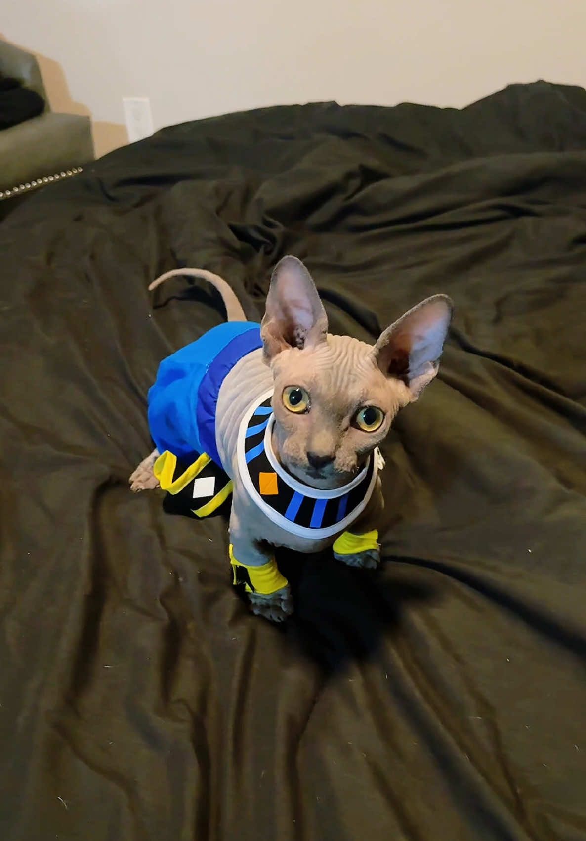 Beerus the Cat- your new obsession⚡️🐾