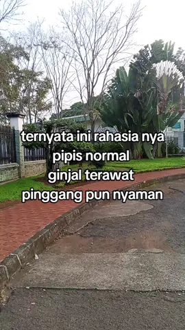 teh daun kumis kucing#ampuh #manjur #herbal 