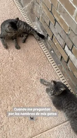 #cofy #elsellamaconfi #gatos #gatogris #humorgatuno #catlover #michi #mascotas 