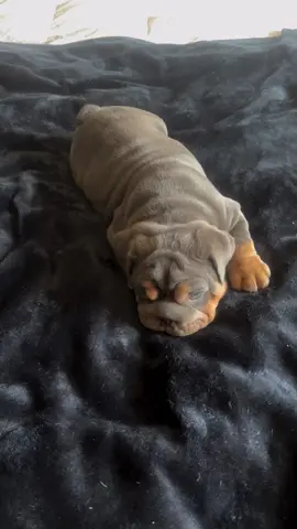 Full AKC  Health tested Facetime open 📁 pedigree , vaccine  NB Family licence breeders  Pickup option Open   ✯ Support & comment 👇  #englishbulldog #englishbulldog #bull #bulldog #englishbulldogsoftiktok 