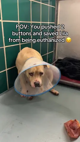 The support is awesome 💜🐶 #dog #dogmom #pets #petlover 