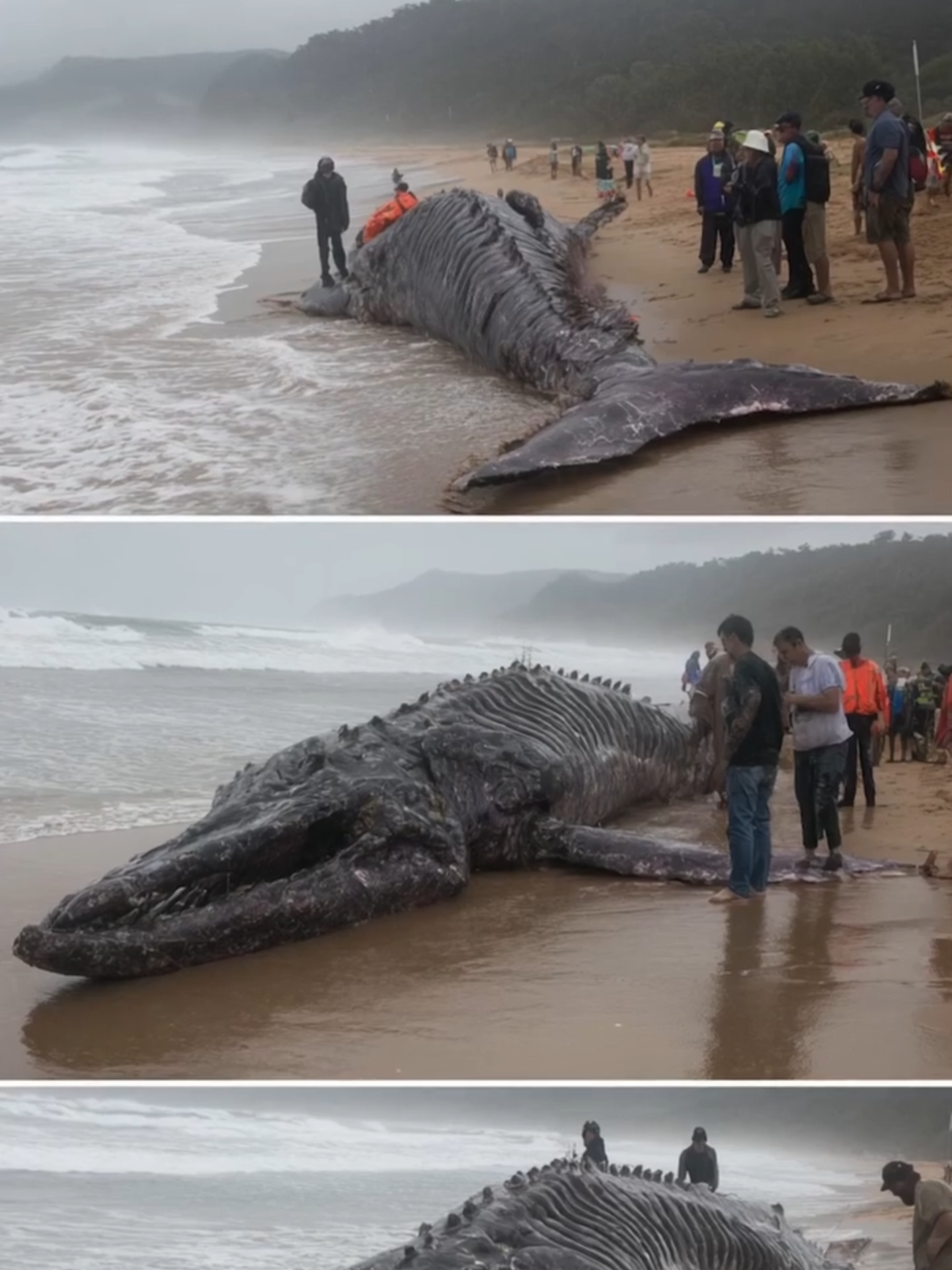 Giant 32-Foot Sea Monster Washes Ashore After Typhoon in Australia #monster #australia #ocean