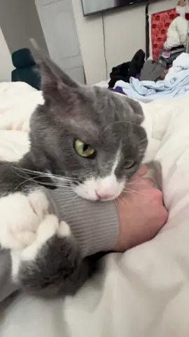 #cat #catsoftiktok 