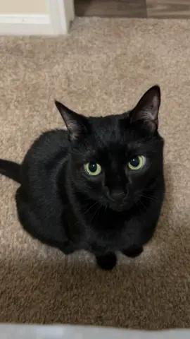 I guess that’s a no 😔 #catsoftiktok #catcomedyvideos #rentsdue #caturday #catmeme 