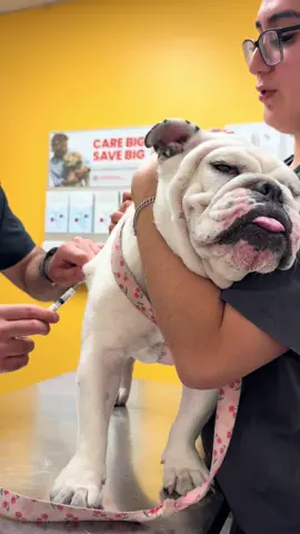 #vet #vaccines 