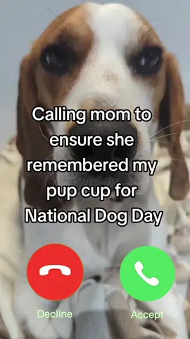 This is serious business. #nationaldogday #dogs #beagles 