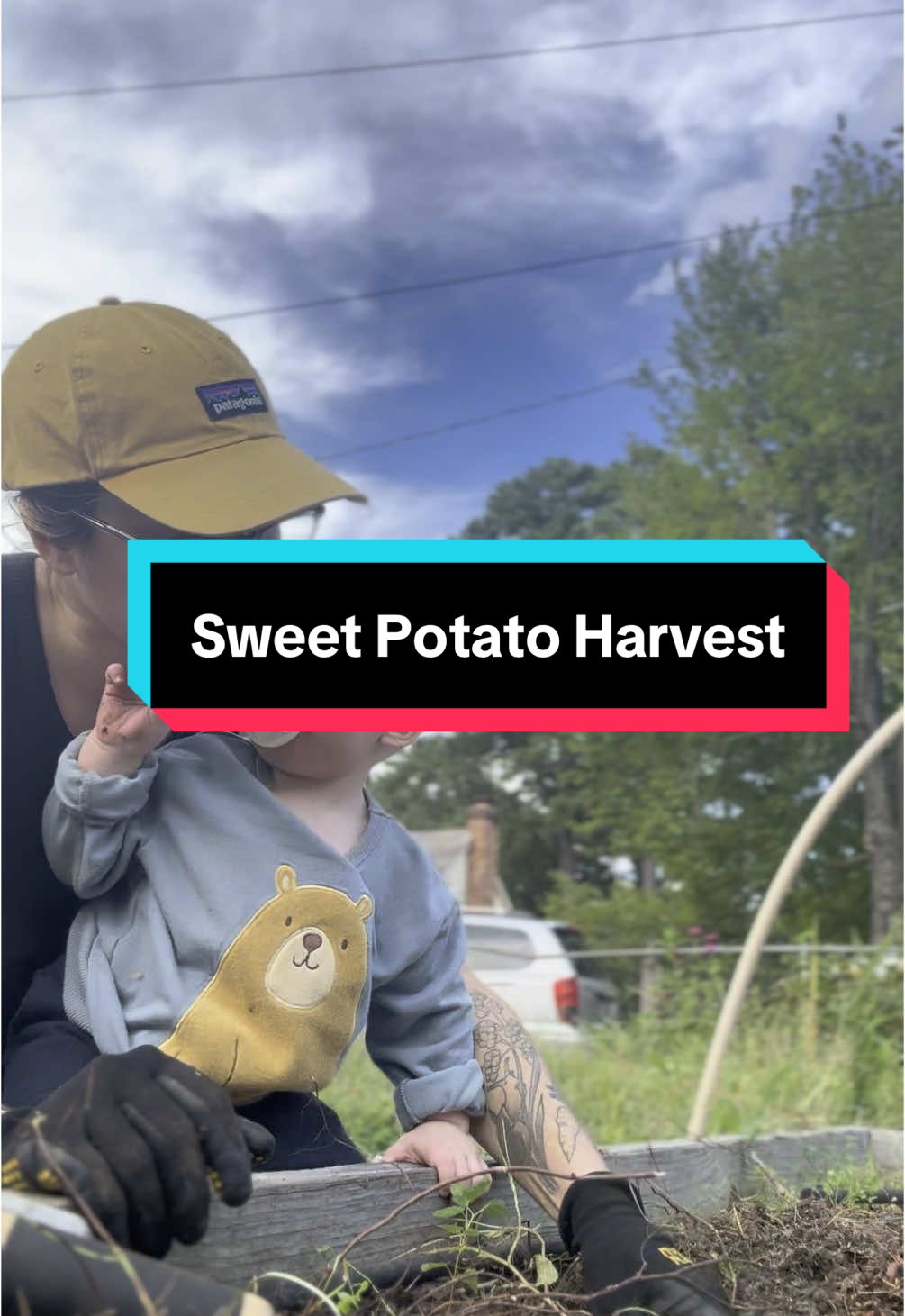 Last year, our son was a week old during sweet potato harvest, and now’s he’s helping us #sweetpotato #organicgarden #gardentok #growyourown #urbanhomestead #harvest 